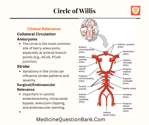 Circle of Willis, cerebral circulation, intracranial arteries, anterior cerebral artery, anterior communicating artery, posterior cerebral artery, posterior communicating artery, internal carotid artery, basilar artery, vertebral arteries, middle cerebral artery, brain blood supply, collateral circulation, cerebral perfusion, cerebrovascular anatomy, neurovascular system, cerebral ischemia, ischemic stroke, hemorrhagic stroke, berry aneurysm, subarachnoid hemorrhage, cerebrovascular accident, brain aneurysm, cerebrovascular physiology, neuroanatomy