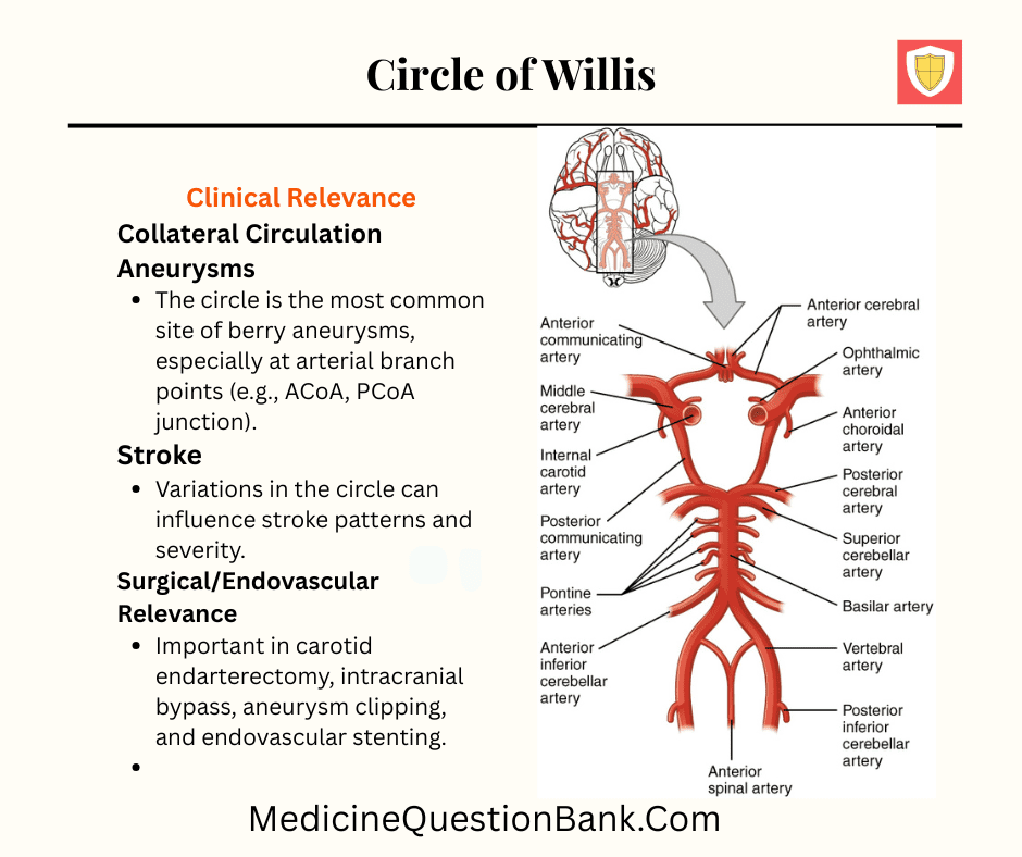 Circle of Willis, cerebral circulation, intracranial arteries, anterior cerebral artery, anterior communicating artery, posterior cerebral artery, posterior communicating artery, internal carotid artery, basilar artery, vertebral arteries, middle cerebral artery, brain blood supply, collateral circulation, cerebral perfusion, cerebrovascular anatomy, neurovascular system, cerebral ischemia, ischemic stroke, hemorrhagic stroke, berry aneurysm, subarachnoid hemorrhage, cerebrovascular accident, brain aneurysm, cerebrovascular physiology, neuroanatomy
