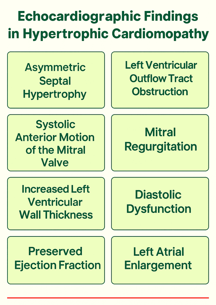 "Echocardiographic findings in hypertrophic cardiomyopathy (HCM) – summary of key features including septal hypertrophy, SAM of mitral valve, LVOT gradient, diastolic dysfunction, and apical HCM, presented in a digital infographic."