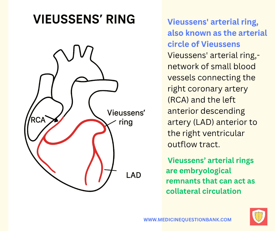 Vieussens’ ring
coronary collateral circulation
right coronary artery to left coronary artery anastomosis
conus branch of RCA
LAD collateral pathway