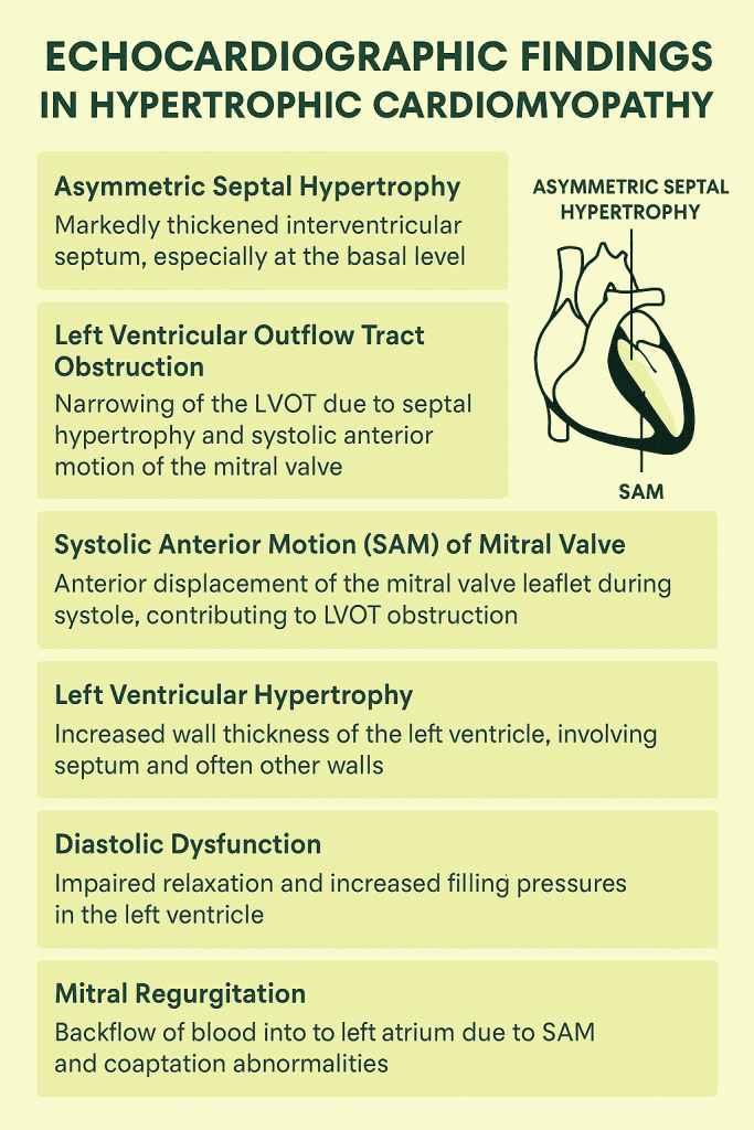 "Echocardiographic findings in hypertrophic cardiomyopathy (HCM) – summary of key features including septal hypertrophy, SAM of mitral valve, LVOT gradient, diastolic dysfunction, and apical HCM, presented in a digital infographic."